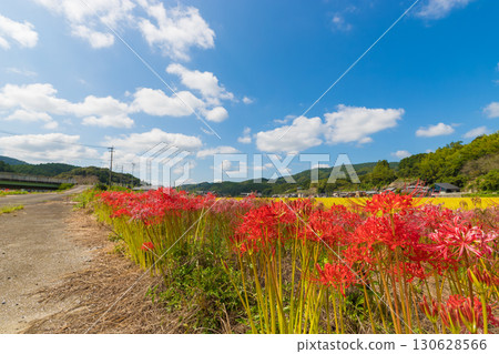 Cluster amaryllis along the river (Usuki City, Oita Prefecture) 130628566