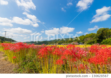 沿河聚集孤挺花（大分縣臼杵市） 130628567