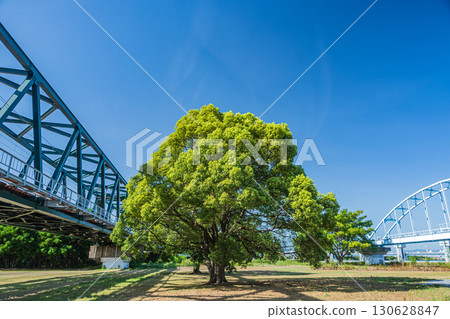 Hankyu Senri Line railway bridge over the Yodo River, Osaka City 130628847