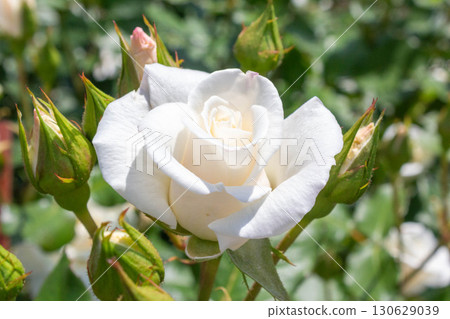 Roses (Silver World) Roses (Silver World) 130629039