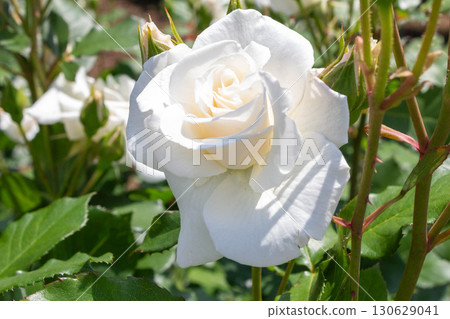 Roses (Silver World) Roses (Silver World) 130629041