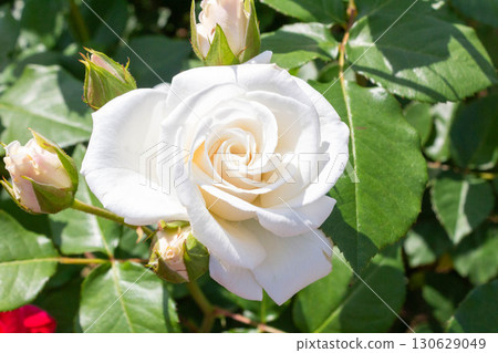 Roses (Silver World) 130629049