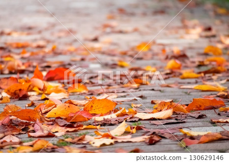 Brick-paved ground in autumn 130629146