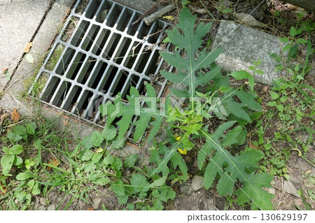 The basal leaves of Nohara thistle spread radially from the ground The basal leaves of Nohara thistle spread radially from the ground 130629197