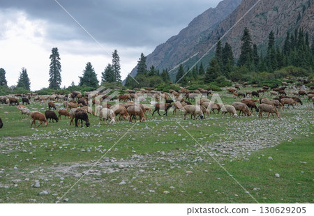 Kyrgyzstan_Trail along the Djuk River 130629205