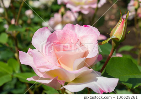Rose (Matilda) Rose (Matilda) 130629261