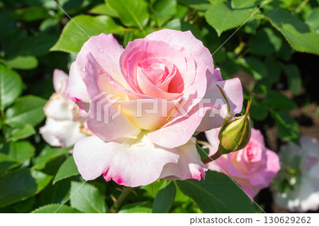 Rose (Matilda) 130629262