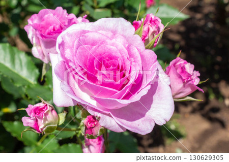 Rose (Coteillon) 130629305