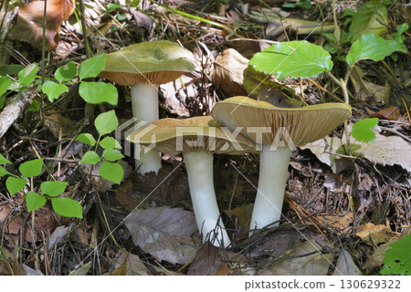 Ura Beni Hottimeji 130629322