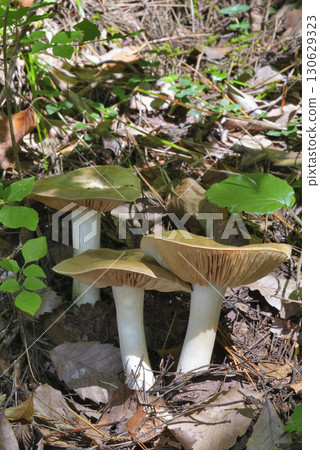 Ura Beni Hottimeji 130629323