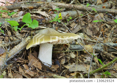 Ura Beni Hottimeji 130629324