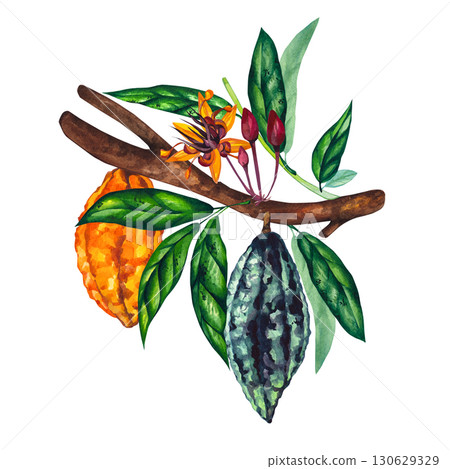 Watercolor branch plant cocoa beans chocolate cocoa powder Watercolor branch plant cocoa beans chocolate cocoa powder 130629329