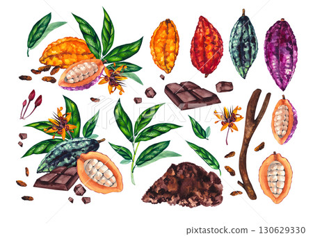 Watercolor branch plant cocoa beans chocolate cocoa powder 130629330