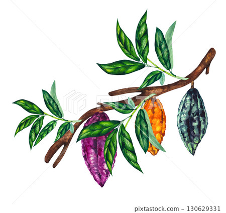 Watercolor branch plant cocoa beans chocolate cocoa powder 130629331