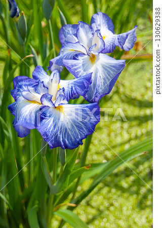Irises at Horikiri Iris Garden in Katsushika Ward (Tokyo) Irises at Horikiri Iris Garden in Katsushika Ward (Tokyo) 130629388