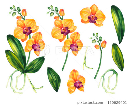 Watercolor botanical illustration of orchid with leaves 130629401