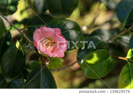 Flowers of Satake flowers Flowers of Satake flowers 130629578