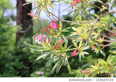 Refreshing Oleander Flowers 130629728