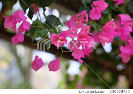 Cute bougainvillea flowers 130629733