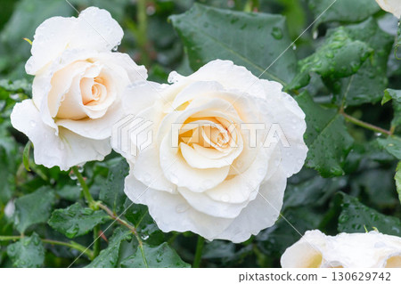 Rose (French lace) 130629742