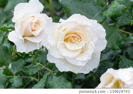 Rose (French lace) Rose (French lace) 130629743