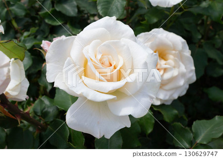 Rose (French lace) Rose (French lace) 130629747