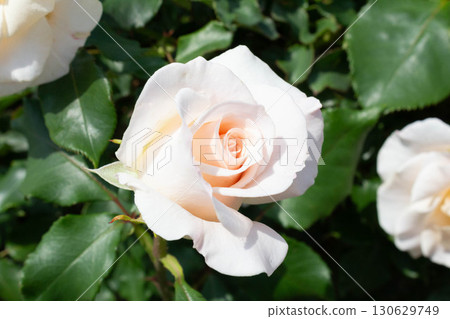Rose (French lace) Rose (French lace) 130629749