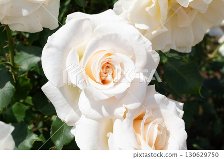 Rose (French lace) 130629750