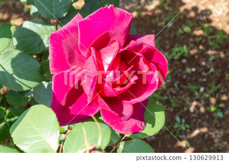 Rose (Oklahoma) 130629913