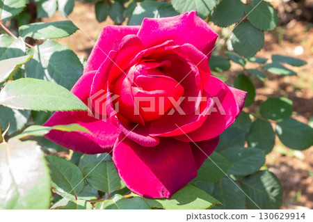 羅斯（俄克拉荷馬州） 130629914