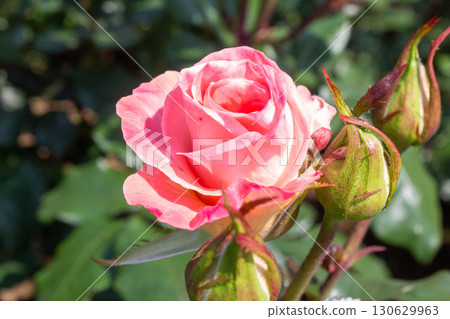 Roses (Faberge) 130629963