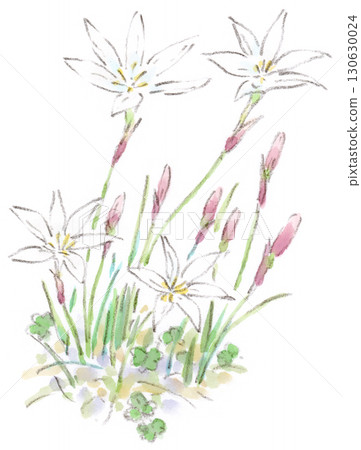 秋季植物的水彩插圖,美麗的白色紅蜘蛛百合,紅蜘蛛百合科的成員 秋季植物的水彩插圖,美麗的白色紅蜘蛛百合,紅蜘蛛百合科的成員 130630024