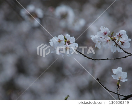 Japanese Cherry Blossoms Sakura Location: Kansai 2025 130630249