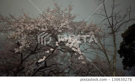 Japanese Cherry Blossoms Sakura Location: Kansai 2025 130630278