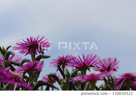 Matsubagiku (Pine chrysanthemum) flower red flower 130630322