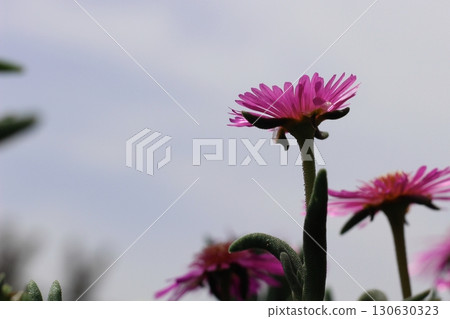 松菊花 紅花 松菊花 紅花 130630323
