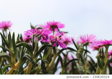 Matsubagiku (Pine chrysanthemum) flower red flower 130630324