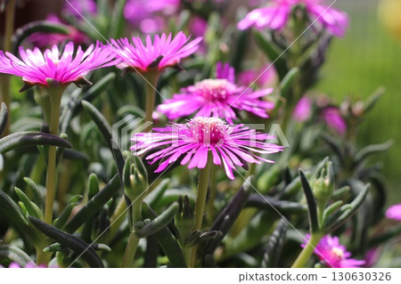 Matsubagiku (Pine chrysanthemum) flower red flower 130630326