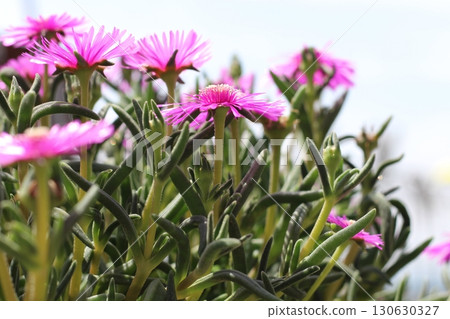 Matsubagiku (Pine chrysanthemum) flower red flower 130630327