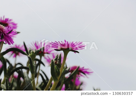 Matsubagiku (Pine chrysanthemum) flower red flower close-up 130630357