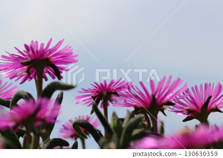 松菊花(松菊)花紅花特寫 松菊花(松菊)花紅花特寫 130630359