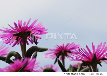 Matsubagiku (Pine chrysanthemum) flower red flower close-up Matsubagiku (Pine chrysanthemum) flower red flower close-up 130630360