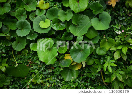 Wall greening Wall greening 130630379