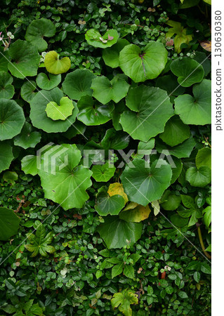 Wall greening Wall greening 130630380