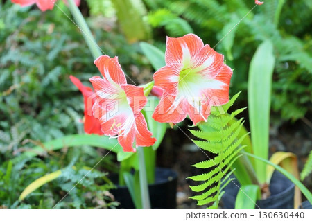 華麗的孤挺花 華麗的孤挺花 130630440