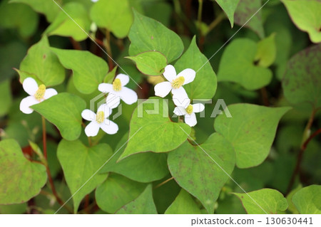 清爽的魚腥草花 清爽的魚腥草花 130630441