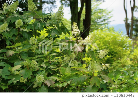Porcupine flower flower Porcupine flower flower 130630442