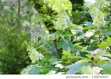 Porcupine flower flower Porcupine flower flower 130630443
