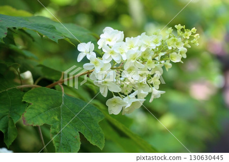 豪豬花朵 豪豬花朵 130630445