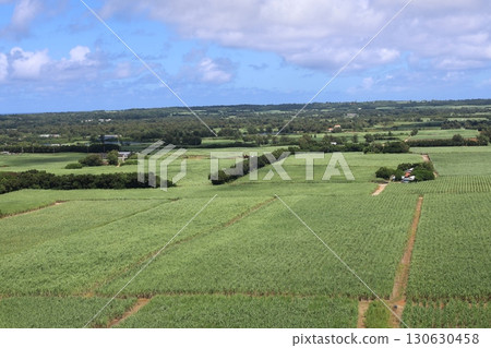 南大東島廣闊的甘蔗田景觀 南大東島廣闊的甘蔗田景觀 130630458